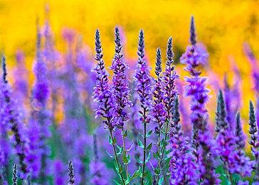 复古平台跳跃游戏《Kiopioke!》发售日公布 7月18日正式推出