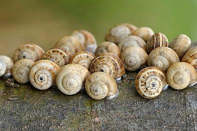 厂商宣布《碧蓝幻想：RELINK》开发工作即将完成